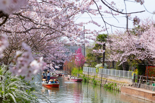 福岡県　柳川市　川下り　桜