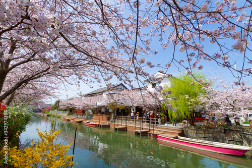 福岡県　柳川市　川下り　桜