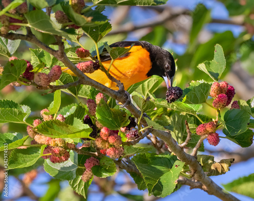 Εκτύπωση καμβά The Baltimore oriole feeding on the mulberrie tree during spring migration