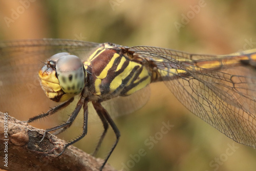 Close Up Photo of the Dragonfly isolated with blurred background © Tanto Prihartanto