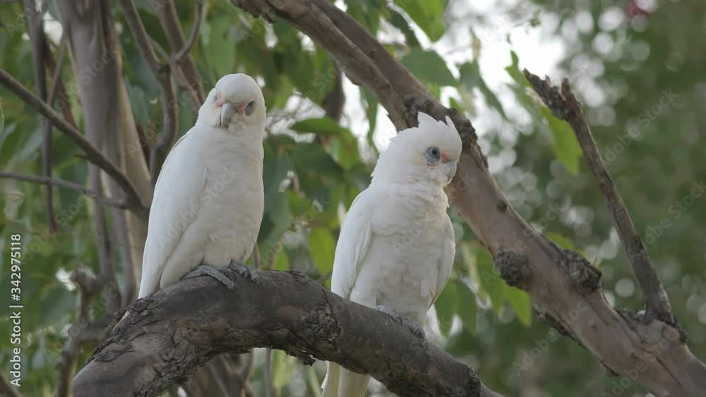 Australian naked-eyed cockatoo couple sit in the tree, Perth, Western Australia, Australia Australian naked-eyed cockatoo couple sit in the tree, Perth, Western Australia, Australia