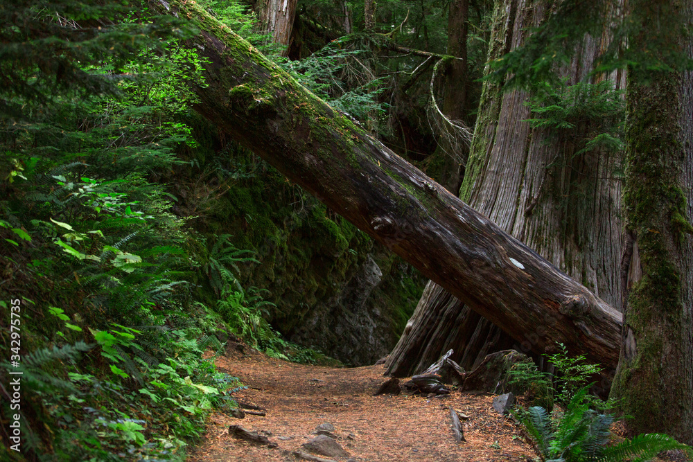 Fototapeta premium fallen tree in Mt. Rainier National park