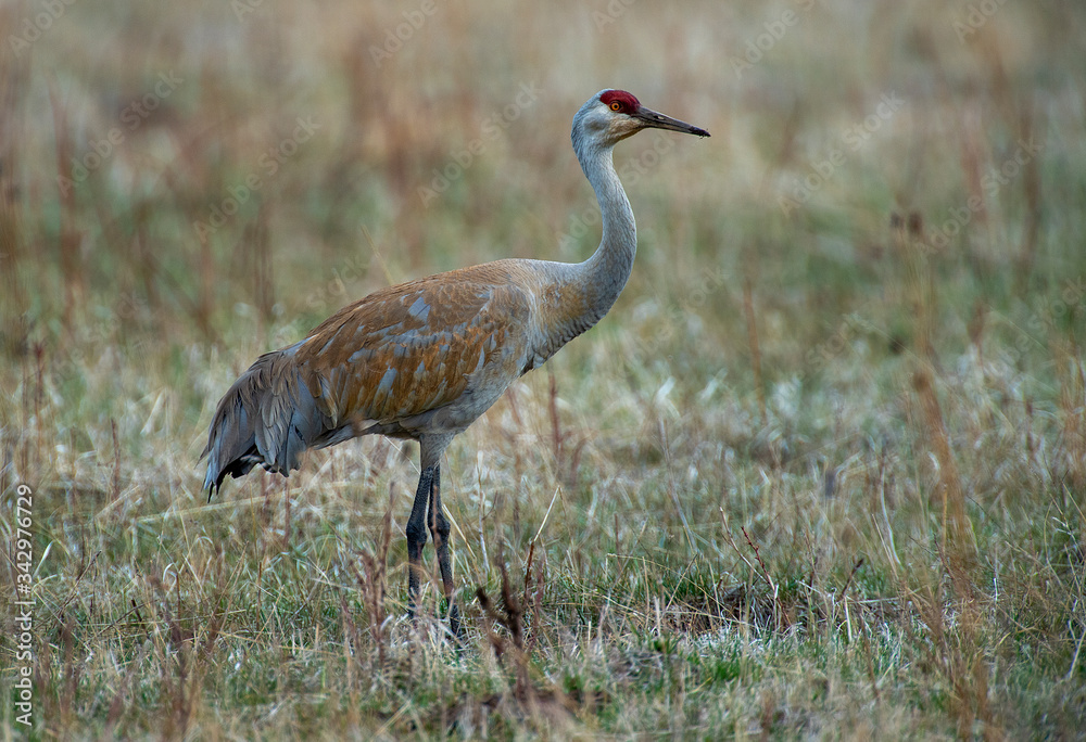 Obraz premium Sandhill Crane looking for grubs