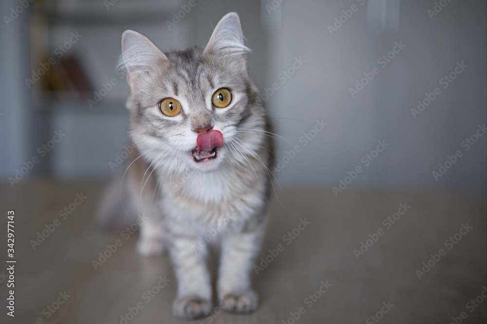 Gray fluffy cat shows a pink tongue.