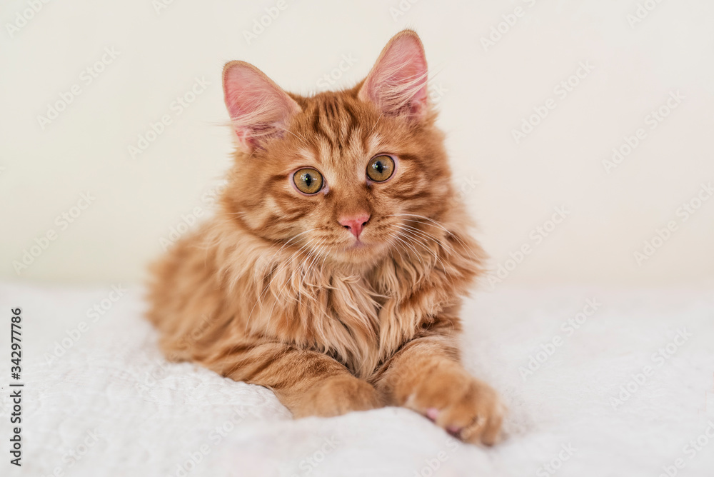 Cute little red kitten lies on a white blanket