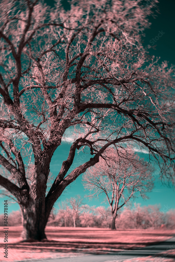 Obraz premium The World Unseen