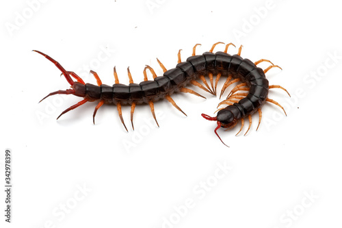 Canvastavla Giant centipede isolated on white background