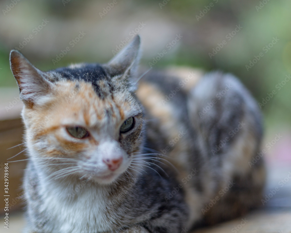 Obraz premium gato