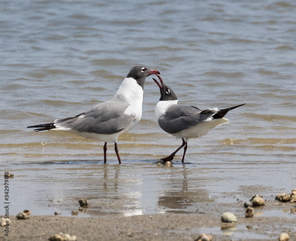 The couple of laughing gulls (Leucophaeus atricilla) performing mating ritual, Galveston, Texas The couple of laughing gulls (Leucophaeus atricilla) performing mating ritual, Galveston, Texas