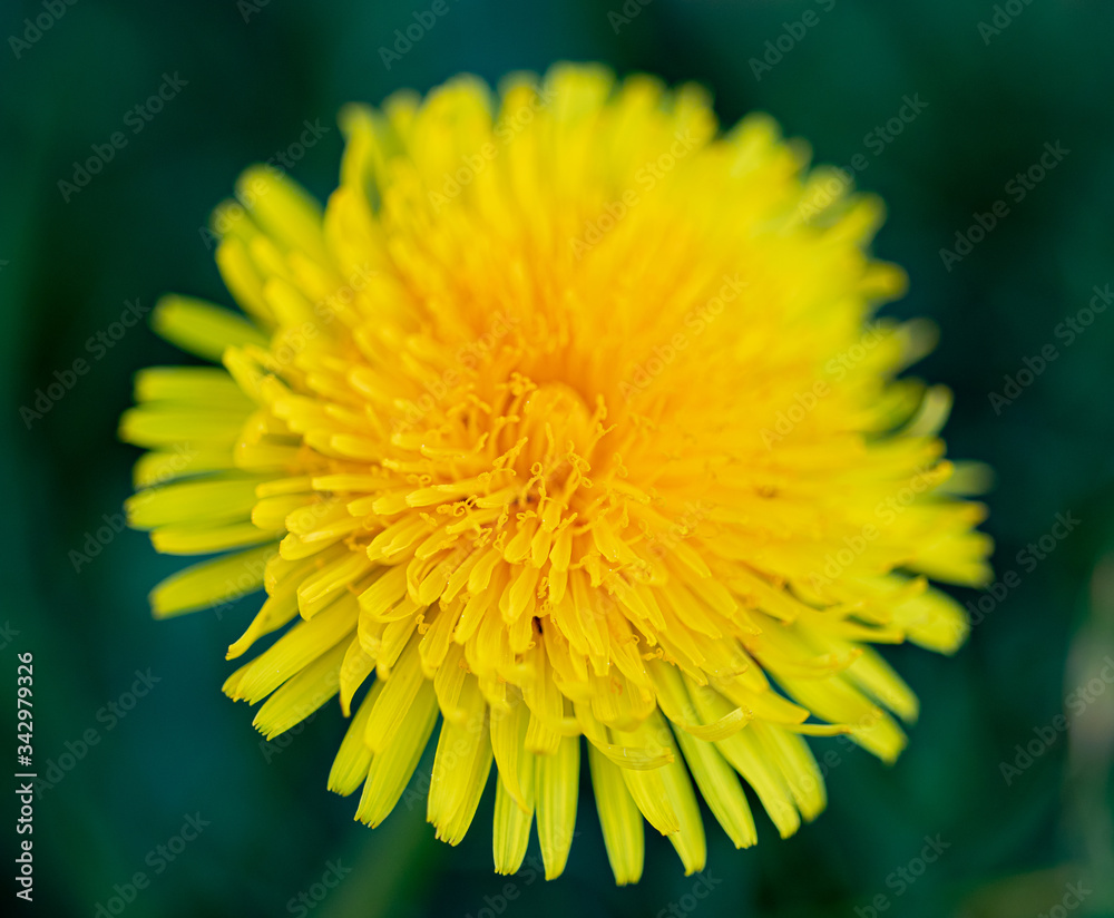 Yellow dandelion flower head close up macro shot. Shallow depth of field focus with blurred soft bokeh. Yellow dandelion flower head close up macro shot. Shallow depth of field focus with blurred soft bokeh.