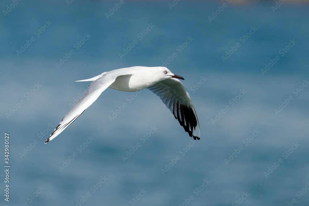 Black-billed Gull endemic to New Zealand Black-billed Gull endemic to New Zealand