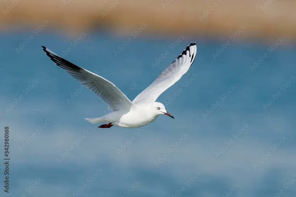 Black-billed Gull endemic to New Zealand Black-billed Gull endemic to New Zealand