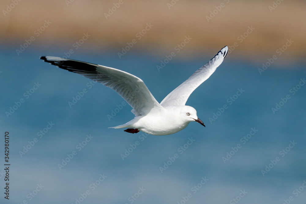 Black-billed Gull endemic to New Zealand Black-billed Gull endemic to New Zealand