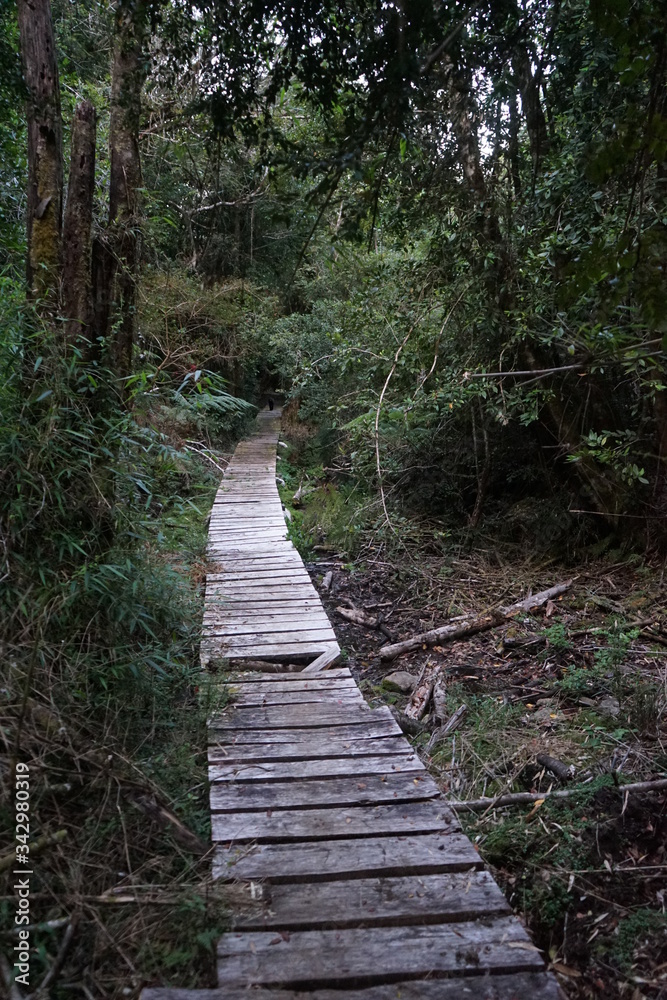 path in the forest path in the forest