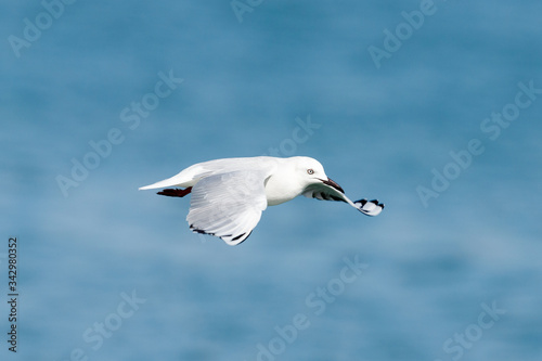 Black-billed Gull endemic to New Zealand photo