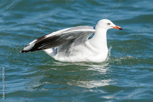 Black-billed Gull endemic to New Zealand