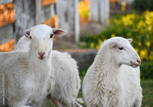 Two beautiful white sheep in pasture white fence 