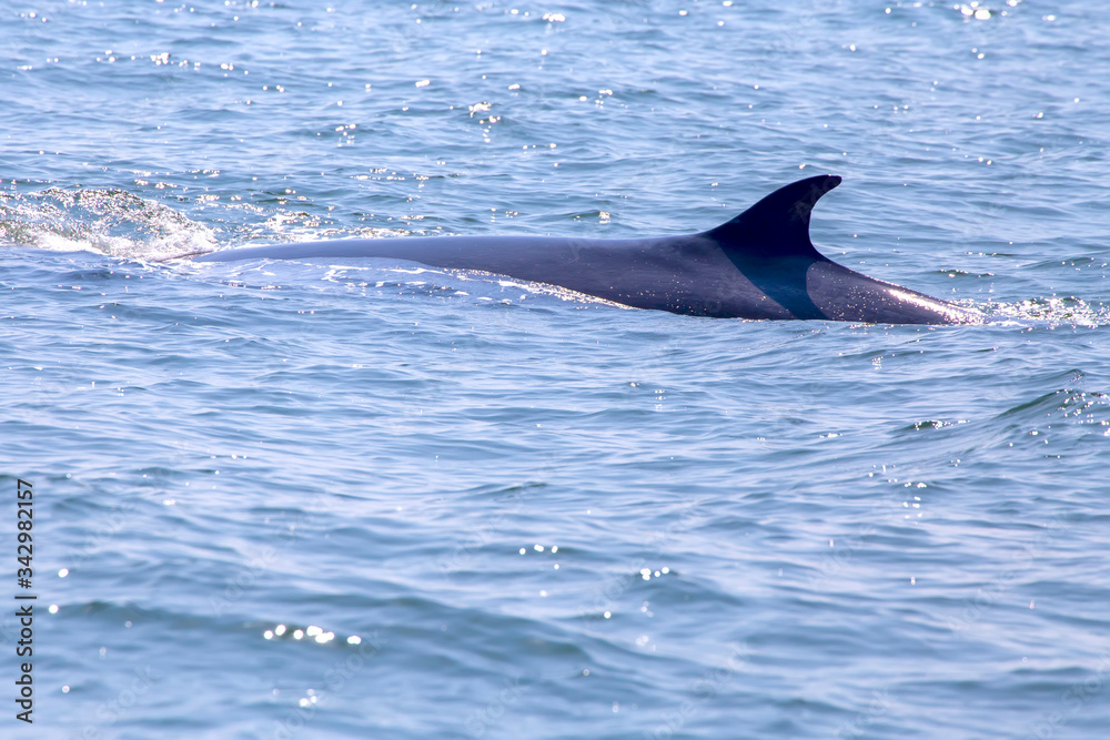 Obraz premium The dorsal fin of the Bryde's whale or Eden's whale in the sea at Phetchaburi Province, Thailand. Whale's back on the surface of the ocean.