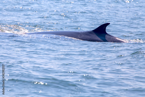 The dorsal fin of the Bryde's whale or Eden's whale in the sea at Phetchaburi Province, Thailand. Whale's back on the surface of the ocean.