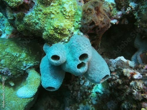 The amazing and mysterious underwater world of Indonesia, North Sulawesi, Manado, sea sponge