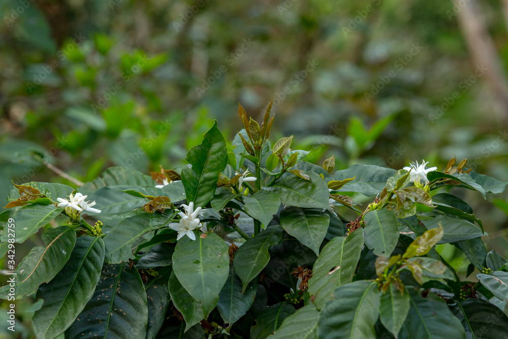 Fototapeta premium coffee plant