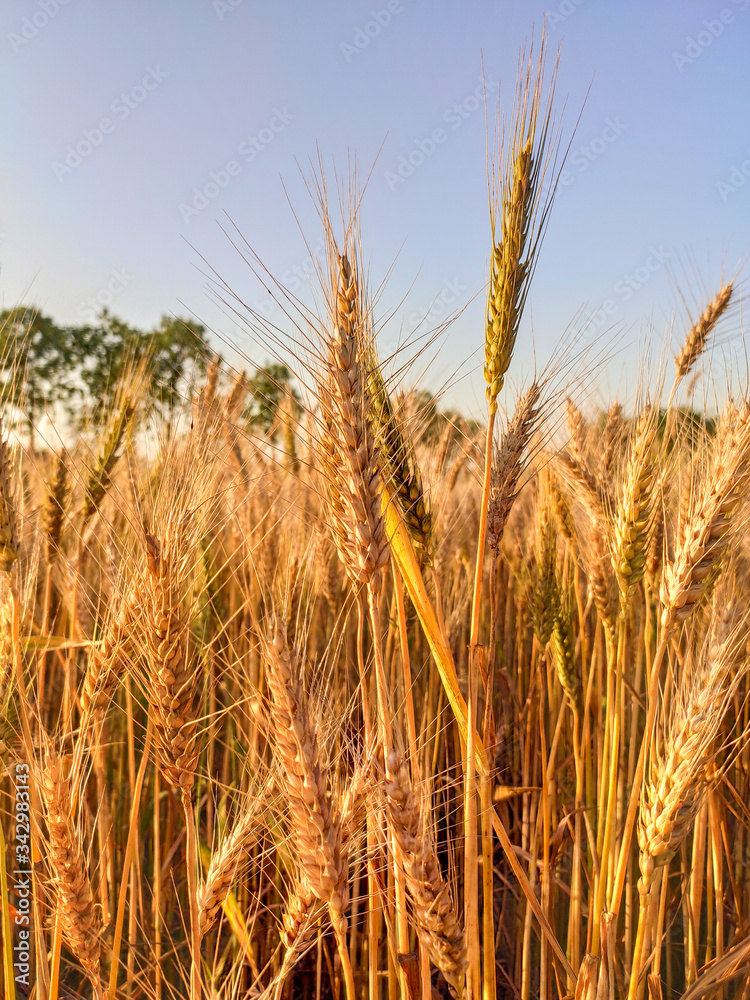 Wheat field Wheat field