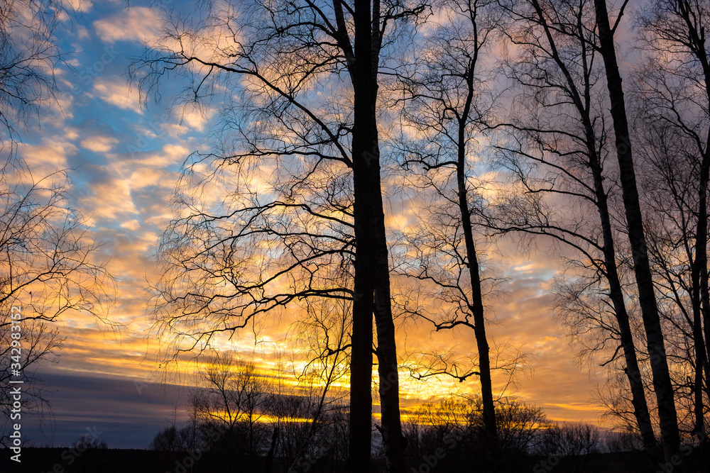 Colorful multicolor sunset behind silhouettes of trees
