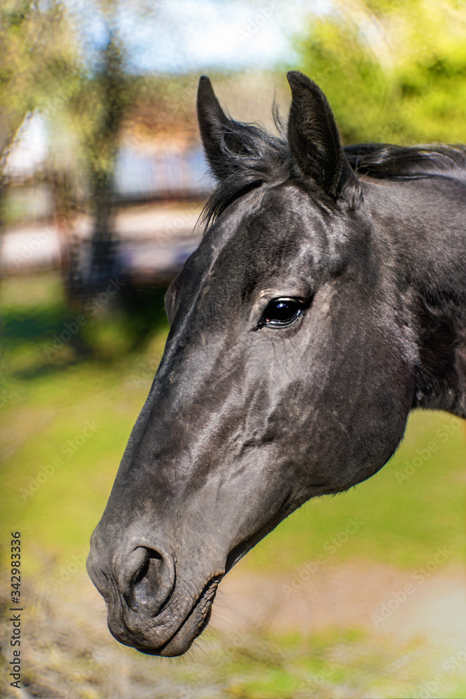 Obraz premium Beautiful black horse portrait in the farmyard