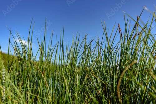 Closeup photo of green grass on hill in Carpathian mountains