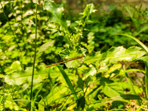 Dragonfly on a grass
