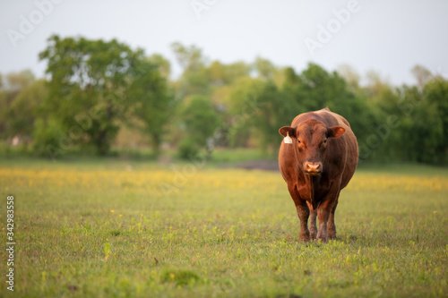 Red Angus Cattle photo
