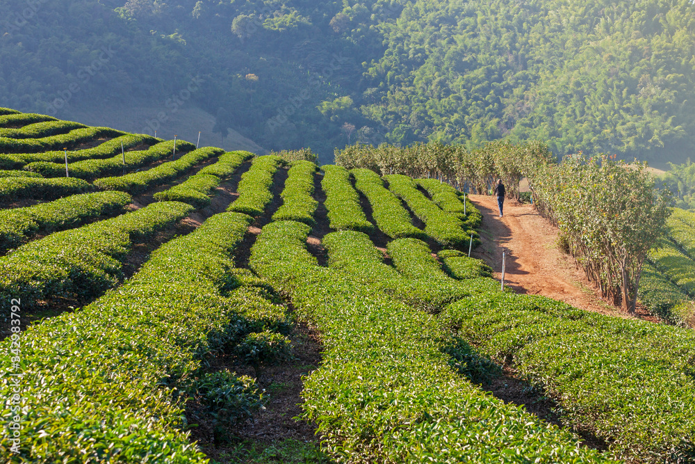 Tea plantations in natural areas in northern Thailand