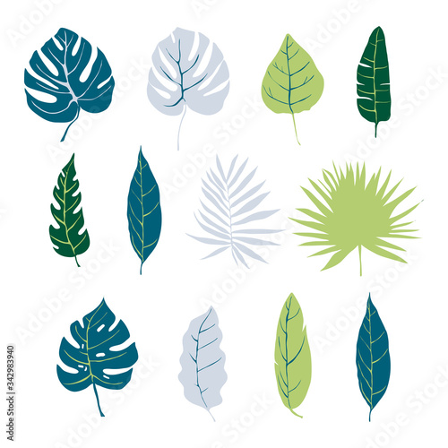 Tropical Plants and Leaves Isolated on White Background Vector Set