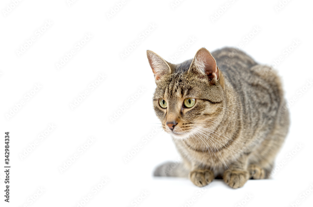 Adult grey tabby cat lying isolated on white background