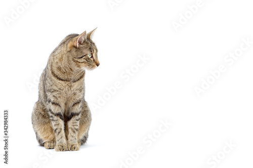 Adult grey tabby cat sitting isolated on white background
