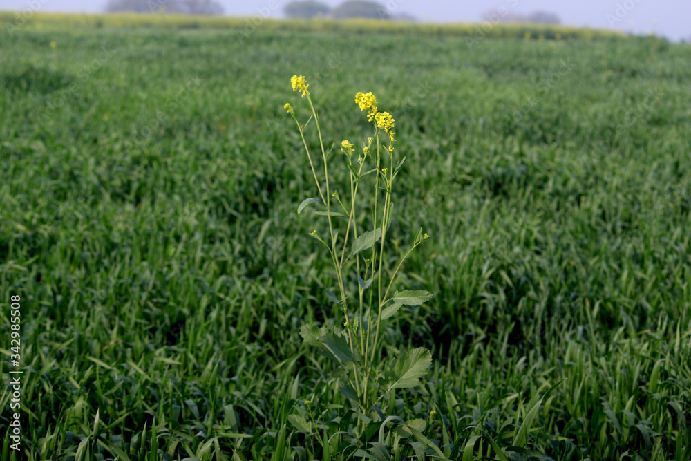 green field, wheat crop environment green field, wheat crop environment