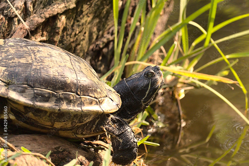 Obraz premium Florida Turtles