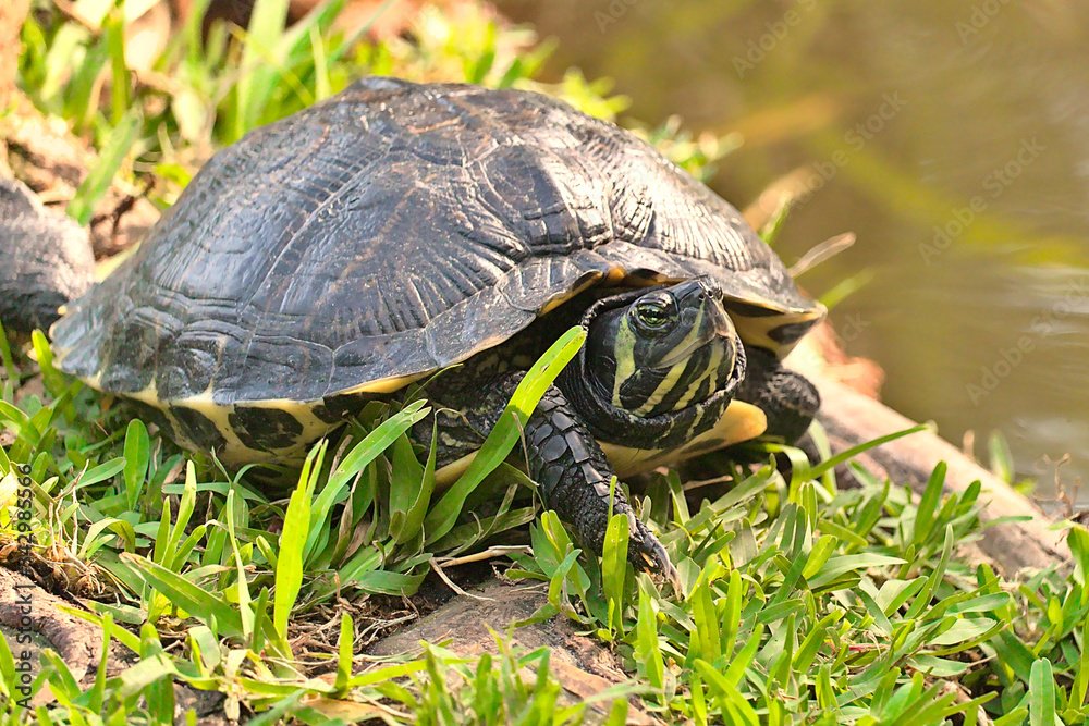 Florida Turtles