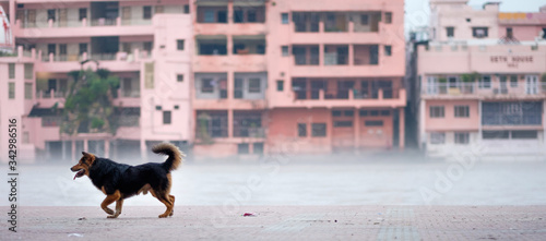 Running dog on a pink Indian houses background