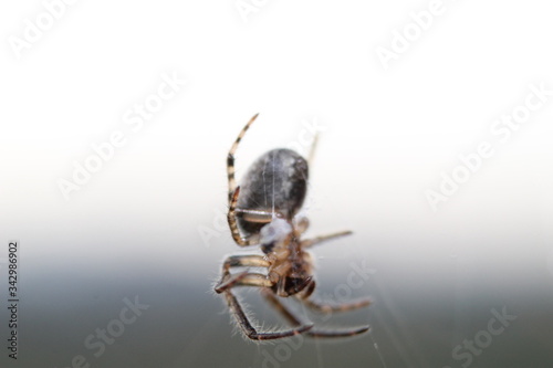Close-up of a Tiny Spider