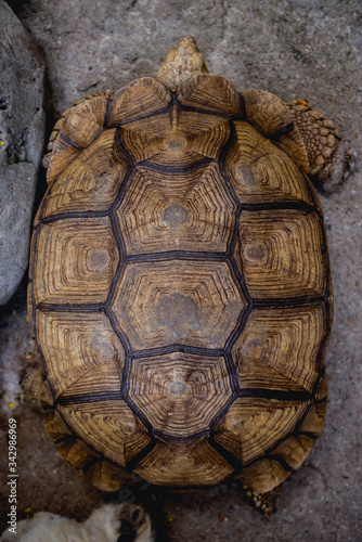 Coahuilan box turtle in the tropic garden. Terrapene Coahuila. Animals photo