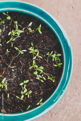 cilantro or coriander seedlings in pot outdoor in sunny backyard © faithie