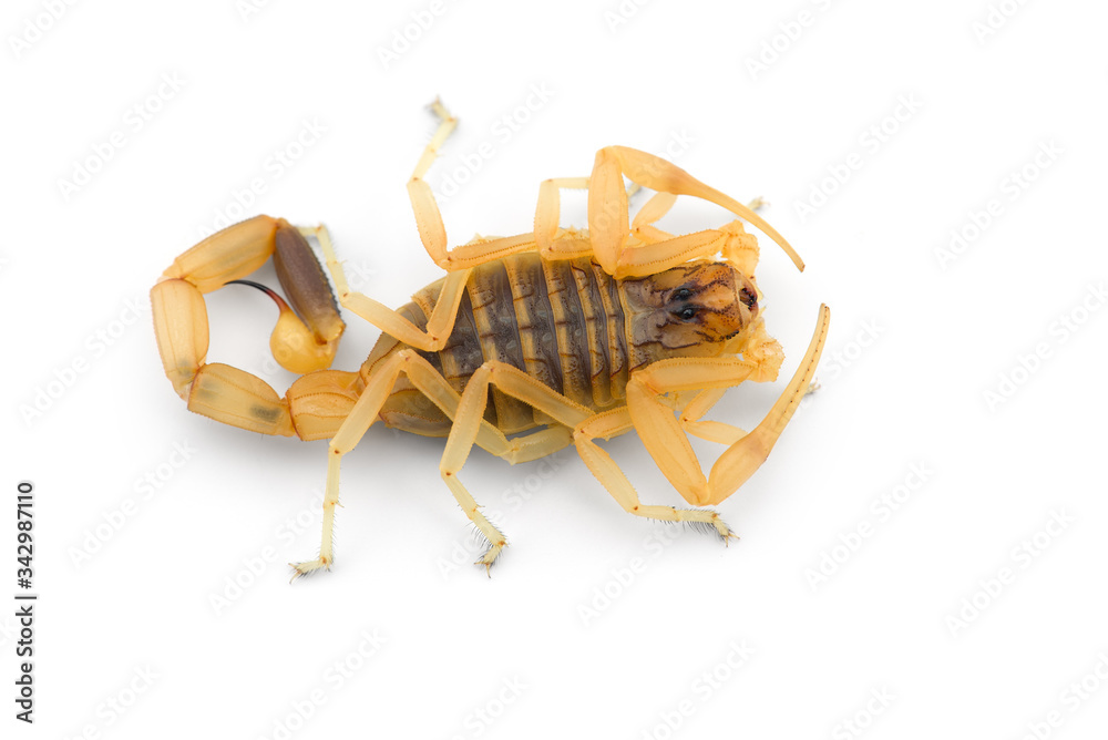 African venom Scorpion isolated on white background African venom Scorpion isolated on white background