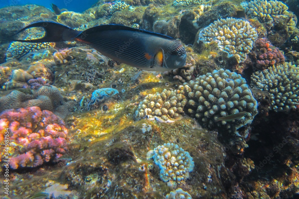 Coral reef in the Red Sea with fish Coral reef in the Red Sea with fish
