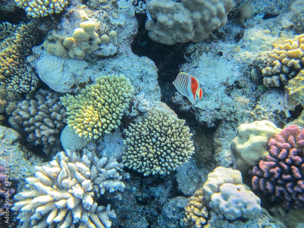 Coral reef in the Red Sea with fish Coral reef in the Red Sea with fish