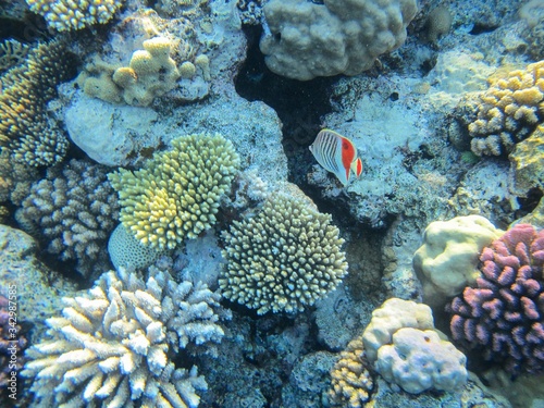 Coral reef in the Red Sea with fish