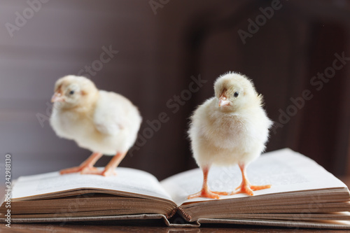 Two little fluffy chickens are standing on an open book. © Lesya