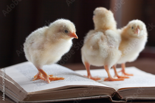 Three cute fluffy chickens stands on an open book.