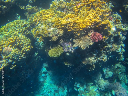 Coral reef in the Red Sea with fish