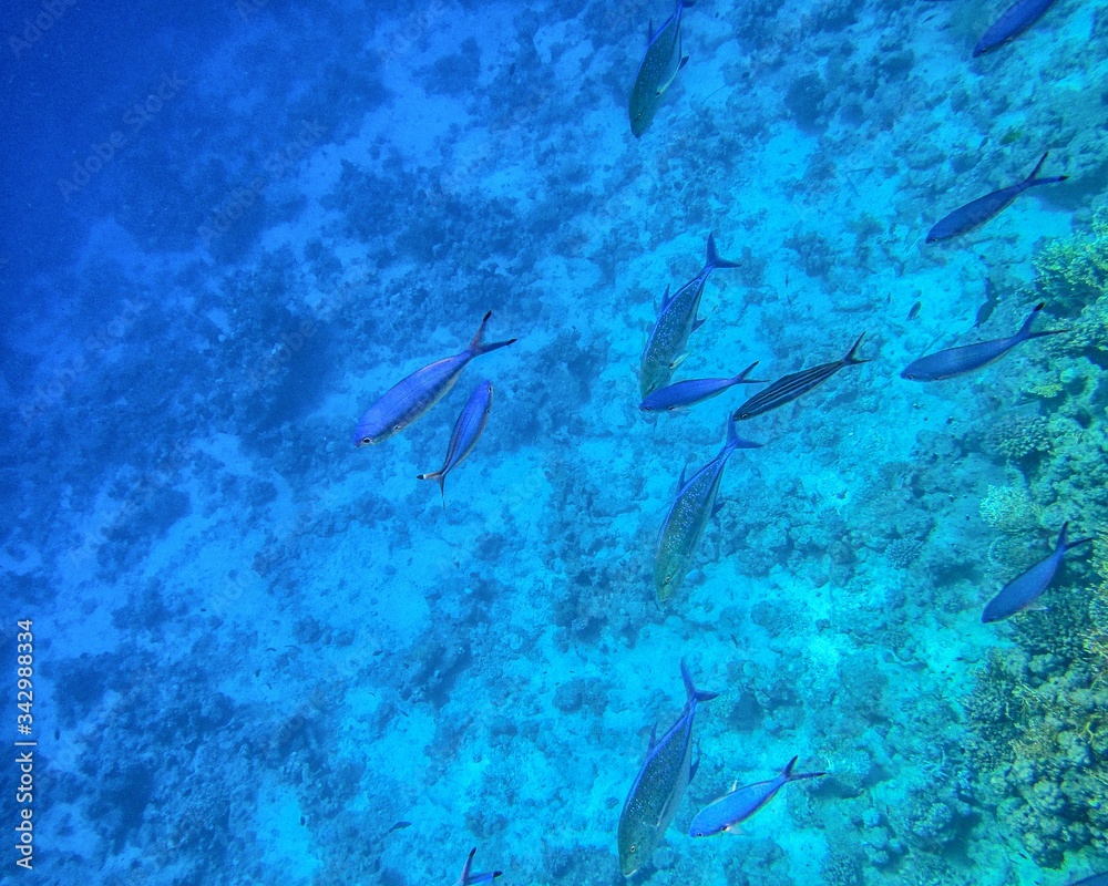 Fototapeta premium Coral reef in the Red Sea with fish